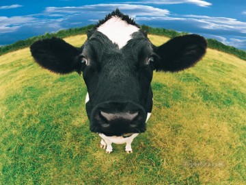 Ganado Vaca Toro Painting - vaca realista